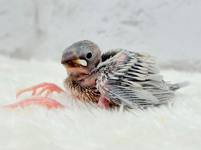 大人になったら別鳥さん！？✨シルバー文鳥 ヒナ