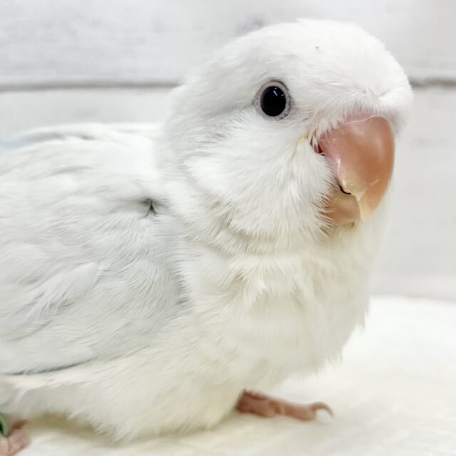 【🆙最新画像アリ‼️】癒されキレイなアイスブルー☃️  オキナインコ（ブルーパリドオパーリン）