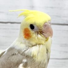 【🆙最新画像アリ‼️】ふんわり優しいお色です🩶✨ オカメインコ（シナモンパイド）