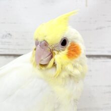 【🆙最新画像アリ‼️】定番人気カラーの子が来てくれました✨　オカメインコ（ルチノー）