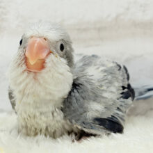 わったわた☁️将来が楽しみすぎる🧚‍♀️🫧オキナインコ(コバルトオパーリン) ヒナ