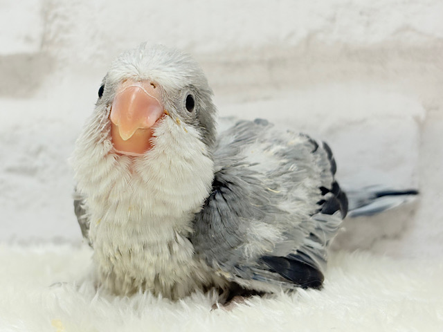 わったわた☁️将来が楽しみすぎる🧚‍♀️🫧オキナインコ(コバルトオパーリン) ヒナ