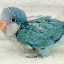 将来はイケメンオキナになるんだっ🐥💙オキナインコ(ブルー) ヒナ