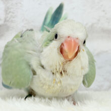 ダンスが止まらない青リンゴちゃん🍏✨オキナインコ(アクアブルーパリド) ヒナ