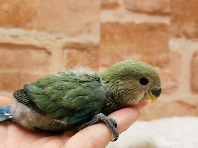 人気カラー✨✨　コザクラインコ（ブルーチェリー）