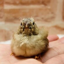 ミニミニ怪獣ちゃん再来⁉⁉　キンカチョウ（フォーン）