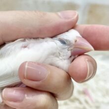 【🆙最新画像あり‼️】まっ白けっけのカワイイ子🤍　白文鳥