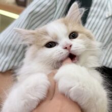 最新画像！ゆるふわ〜🍭サイベリアンちゃん