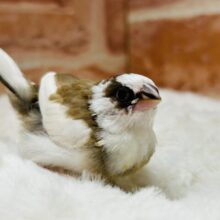 かわいい十姉妹ちゃんがやってきましたよ～🎵🎵