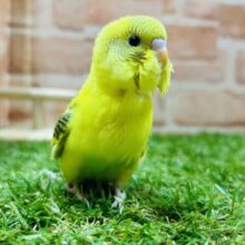 ⭐️⭐️セキセイインコ(ハルクイン)⭐️⭐️