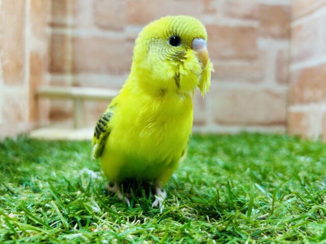 ⭐️⭐️セキセイインコ(ハルクイン)⭐️⭐️