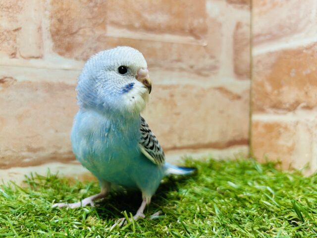 澄み渡るブルーカラー💙💙　セキセイインコ(オパーリン)
