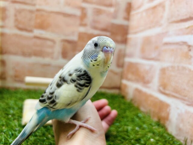 久々にあのカラーのセキセイちゃんがやってきました〜🌈　セキセイインコ(四色ハルクイン)