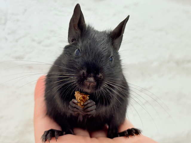 【動画更新🪄】ツヤツヤな毛並みがチャームポイント🫧デグー(ブラック) 女の子