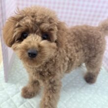 最新！もこふわ！トイプードルちゃん登場！