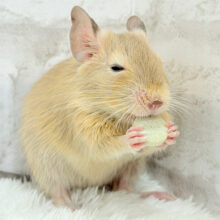 キュートフェイス♡デグー(サンド) 男の子