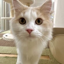 元気いっぱい🐱ラガマフィン男の子🧡