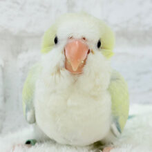 甘々キャンディポップ🍬💖オキナインコ(アクアブルーパリドオパーリン) ヒナ