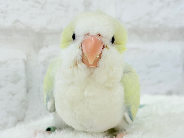 甘々キャンディポップ🍬💖オキナインコ(アクアブルーパリドオパーリン) ヒナ