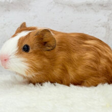 ベビーキュートフェイス🐹💖イングリッシュモルモット 女の子