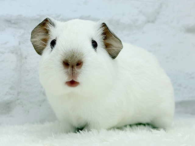 真っ白もちもちおもちちゃん🍡ロシアン(スモーク)モルモット(アルビノ) 女の子