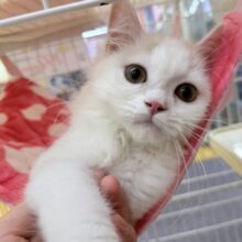 最新📷甘々❤️スコティッシュフォールドちゃん！