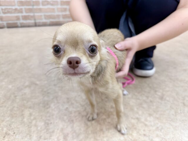 最新画像📸ロングコートチワワ（チョコレート&フォーン）女の子♪うれションしちゃうくらい全身くねくね🤭