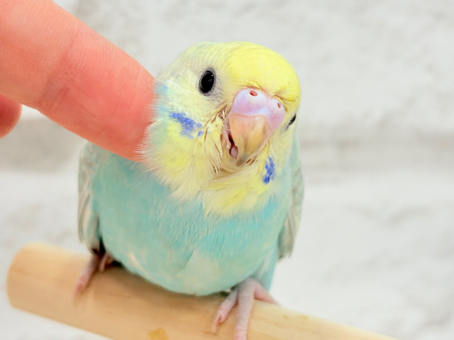 【最新画像更新🪄】優しめメロンソーダ🍈🧃セキセイインコ(パステルカラーレインボー) ヒナ