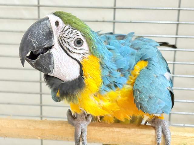 【最新画像更新🪄】👑初入舎👑鮮やか瑠璃色に魅せられる♡ルリコンゴウインコ(女の子)