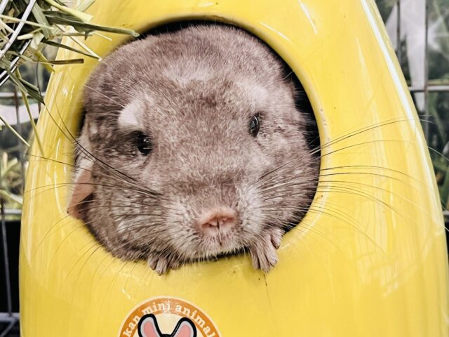 最新動画＆画像更新♡触れるよ♡チンチラのシナモンカラーの女の子入舎しました！