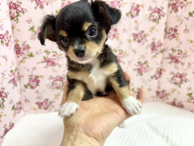 ハーフ犬（ミニチュアダックス✖️チワワ）女の子♪もちもちボディがたまらない💕