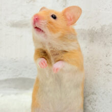 唯一無二の魅力詰まってる♡サテンハムスター(オレンジ) 女の子