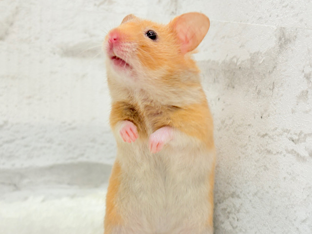 唯一無二の魅力詰まってる♡サテンハムスター(オレンジ) 女の子