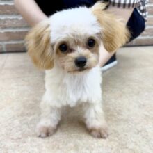 最新画像📸ハーフ犬（チワワ✖️トイプードル）女の子♪いいとこ取りな可愛さ❤️