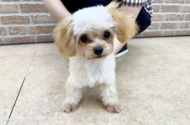 最新画像📸ハーフ犬（チワワ✖️トイプードル）女の子♪いいとこ取りな可愛さ❤️