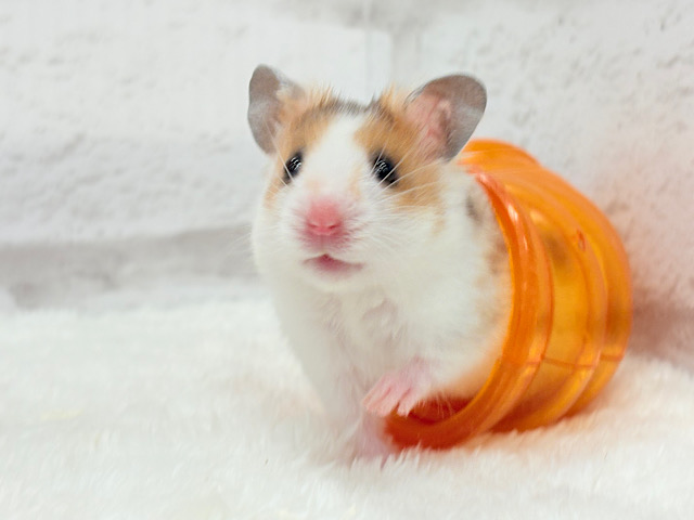 走ると早いゾ！！目指せ1等賞𖤐  ̖́-‬トリコロールハムスター 男の子
