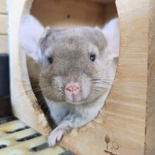 最新動画＆画像更新♡触れるよ♡チンチラのシナモンカラーの女の子入舎しました！