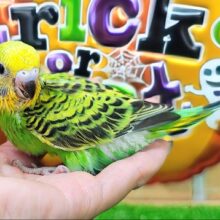 王道な人気者👑セキセイインコのヒナ(グリーンオパーリン)入荷しました❤️