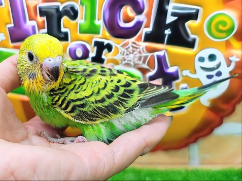 王道な人気者👑セキセイインコのヒナ(グリーンオパーリン)入荷しました❤️