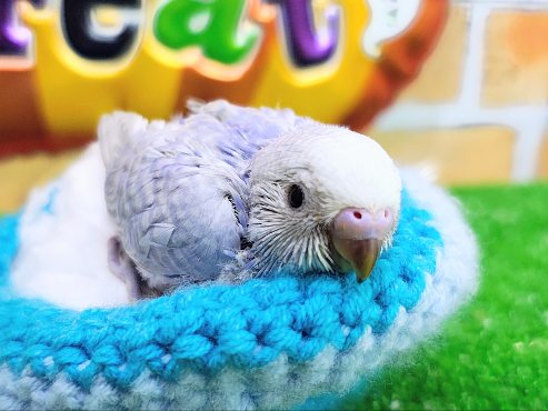 うぶうぶ👶🏻💓セキセイインコのヒナ(ブルースパングル)入荷しました❤️