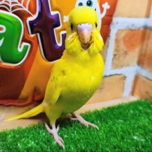 逆にレア？✨セキセイインコのヒナ(グリーンパイド)入荷しました❤️