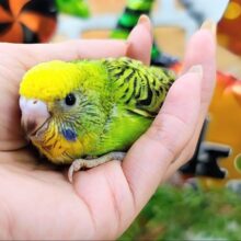 もりもり😋🍴食欲旺盛✨セキセイインコのヒナ(グリーンオパーリン)入荷しました❤️