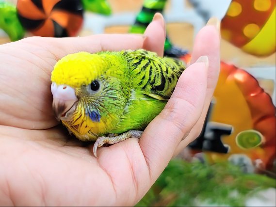 もりもり😋🍴食欲旺盛✨セキセイインコのヒナ(グリーンオパーリン)入荷しました❤️