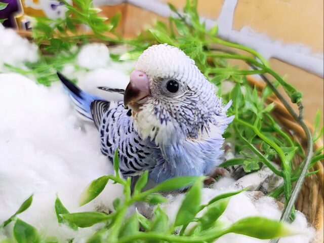 ヒナ餌与えるの癒される～♡セキセイインコのヒナ(ブルーオパーリン)入荷しました❤️