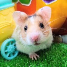 レアカラー🍀ドミノハムスター(ゴールデンハムスター)の男の子入荷しました❤️