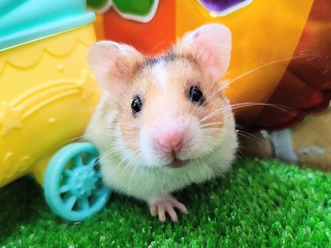 レアカラー🍀ドミノハムスター(ゴールデンハムスター)の男の子入荷しました❤️