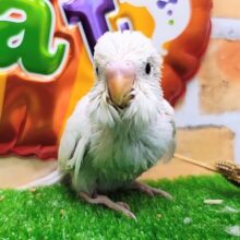 まっしろボディのお腹は水色ちらっ✨セキセイインコのヒナ(白/ダブルファクター)入荷しました。