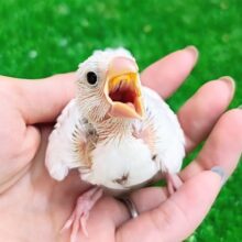 ごはんだーいすき❤白文鳥のヒナ入荷しました❤️