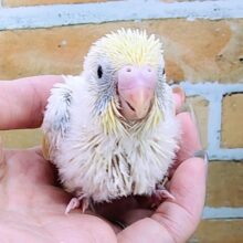 絶対すぐお家決まっちゃう♡セキセイインコのヒナ(パステルレインボーパイド)です🐤