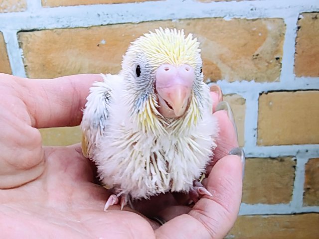 絶対すぐお家決まっちゃう♡セキセイインコのヒナ(パステルレインボーパイド)です🐤